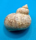 Turbo Canaliculatus     Channelled Turban     Dry Tortugas     51 0mm