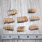 8 Small  Rattlesnake Rattles   1568   Taxidermy Diamondback Sidewinder
