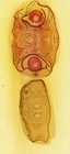 Antique Microscope Slide By Sinel - Young Shark Head Sections