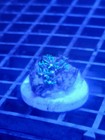 Pack Of 10 Randomly Selected Different Corals For Beginners Free 2 Day Shipping 