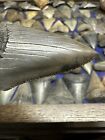 Big 2 6    Great White Shark Tooth Fossil Teeth Fossils Megalodon Era S c 