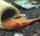 Ultimate Freshwater Cleanup Crew     5 Plecos  30 Shrimp  25 Snails   Algae Eaters