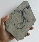 Real Nothosaur Vertebra Fossil Jurassic Amphibian Dragon Dinosaur Collectible