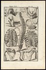 Rare Antique Anatomical Print-bones-spine-ribs-sternum-spigelius-casserius-1645
