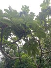 Cecropia Gabrielis - 50 Seeds