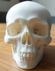 Human Skull Replica - 1 1 Medical Scan Anatomical-study Gem