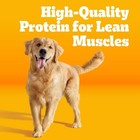Pedigree Dry Dog Food For Adult Dogs high Protein beef And Lamb Flavor 18 Lb  Ba