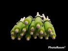 Cajun Catfish Jugline Fishing Noodle Jugline Lot Of 20 Green