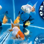 Thai Oranda Goldfish Four  Live Fish    Pack 4   Size 2 1 5  Inches Juven