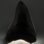 Great Shape Very Dark Serrated 4 10  Fossil Megalodon Shark Tooth - Usa