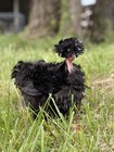 Silkie Fertile Hatching Eggs - 6 Eggs Hen   s Choice  Millie  Mottled  Frizzle