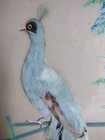 Vtg Mid Century Peacock Painting feather Art In Hand Carved Frame 22x12