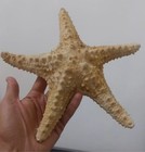 Gisela Graham Large Gold Starfish Ornament  Beach Shoreline Decor