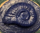 Latex Rubber Mold Ykm-l5045 Large Ammonite Fossil  8   x6      Best Seller