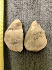 Unique Fossil Rock Found In Fl