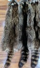 Newly Tanned Wild Xlarge Racoon Pelts country Fur Cabin Craft Fur nice  