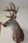 Huge Whitetail Deer Head Shoulder Mount Taxidermy Cape Shed Antler Mule