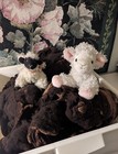 Sale 1 5 Lbs All Natural Sheep Wool Cormo Mulch Spinning Felting Nesting