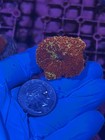 Jawbreaker Mushroom Coral Lps Softy Wyswyg 