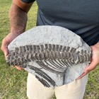 Ichthyosaur Fossil Top Quality Vertebrae Column Lyme Regis Uk Museum Grade