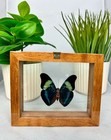 Real Butterfly In Cedar Frame Double Glass A  Grade Specimen 