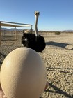 Fertile Ostrich Eggs 