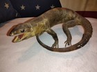 Vintage Taxidermy Dragon Water Monitor Lizard Herptology Specimen Reptile Rare
