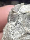 Rare Pennsylvanian Age Trilobite In Matrix From Brownwood  Texas  Spillway