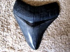 Huge Mint Megalodon Polished Black   Gray Shark Tooth 3 1 4    Fossil Sharks Teeth