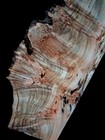 Xl Birdseye Maple Burl Wood Slab  Epoxy stabilizing Turning Wood  Ambrosia Maple