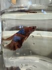 Koi Galaxy Live Male Betta Fish Orange   Blue   Red