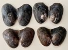 4 Large Freshwater Mussel Clam Shells  Paired Halves  Purple Mother Of Pearl