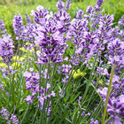 5000  English Lavender Seeds      Heirloom Mosquito Repellent Herb