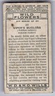 1937 Wills s Wild Flowers  2nd Series  Tobacco Card  33 Viper s Bugloss