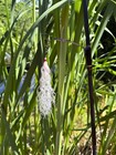 Gar Catcher Rope Lure - Handmade In The Usa - Classic White - Flat Rate Shipping