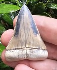 Peruvian Great White Shark Tooth Fossil Not Megalodon