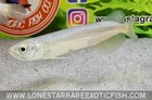 Southern Saratoga Arowana   Scleropages Leichardti - Live Aquarium Fish