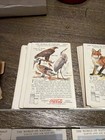 Vintage World Of Nature Coca Cola Study Cards Series 1930 s   90 Cards