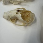 Lot Of 3 Real Damaged Coyote Raccoon Skull Tops Taxidermy Cleaned Witchy  4262