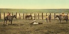 Vintage Photochrom United States - Colorado The Round Up Roping A Steer - Print