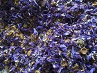 Dried Cut Blue Lotus 100g Nymphaea Caerulea Egyptian Lotus Flowers Organic Tea