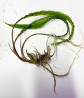 Cryptocoryne Balancae 1 Plant -freshwater Aquatic Live Plants Super Price       
