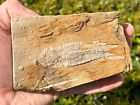 Alabama Fossil Crinoid In Matrix Alcimocrinus Bangor Limestone Formation
