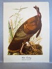 Art Print Audubon Bird Print Wild Turkey Meleagris Gallopavo  9  By 12 