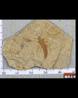 Exquisite China Natural Collection Jurassic Daohugou Period Specimen On Rock