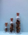 5 Dead Honey Bees  Oddities  Curiosities entomology  Natural Specimen In Jar