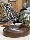 Mearns Montezuma Quail