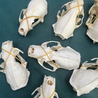 10pcs Incomplete Real Mink Skulls Decor Model Animals Bones Education Collection