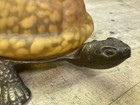 Vintage Turtle Lamp Amber Glass Bronze Base Accent night Light 9  X 9  X4 