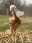 24 F1 Giant Chicks Hatching Eggs - Indio Gigante X Trad Dual Purpose Chickens